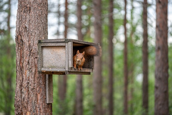 松鼠坐着的树的<strong>喂养</strong>盒子森林公园北美寻常的松鼠坐着的树的<strong>喂养</strong>盒子