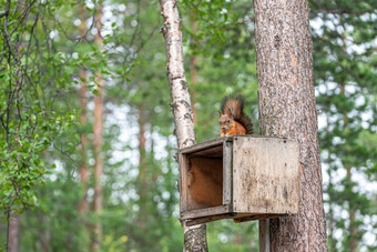 松鼠坐着的树的喂养盒子森林公园北美寻常的松鼠坐着的树的喂养盒子森林公园