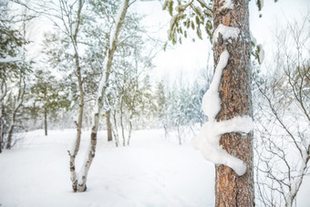 视图的冻松树森林的冬天和的有趣的艺术雪兔子树树干视图的冻松树森林的冬天和的有趣的艺术雪兔子树