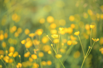 <strong>鹤</strong>金梅蕨麻anserina黄色的花的草和与阳光灯<strong>鹤</strong>金梅蕨麻anserina黄色的花的绿色草