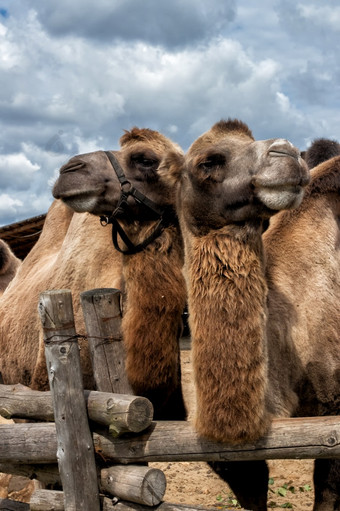 大夏的骆驼的露天<strong>动物园</strong>围场大夏的骆驼的围场的<strong>动物园</strong>