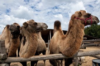 大夏的骆驼的露天动物园围场大夏的骆驼的围场的动物园