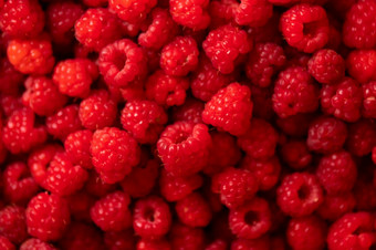 成熟的多汁的和甜蜜的树莓背景照片成熟的多汁的温柔的和甜蜜的树莓背景照片