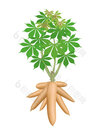 木薯树植物木薯根状茎孤立的白色背景manioc木薯根地下植物木薯种植园木薯为面粉行业乙醇行业木薯植物自然