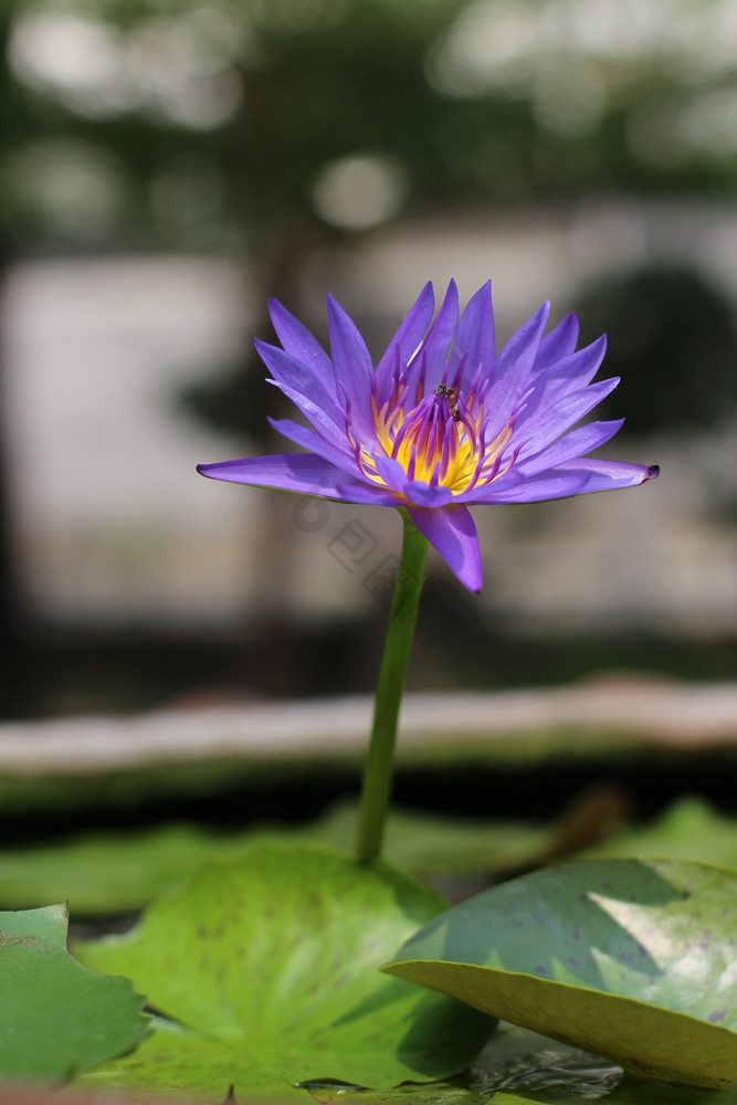 的莲花自然图片