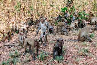 很多猴子惊慌失措的踩踏事件跳和运动的森林