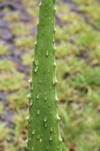 芦荟真正花园种植园芦荟真正农<strong>场</strong>背景芦荟真正<strong>化妆</strong>品成分与物质凝胶状的从芦荟叶子自然草为的治疗伯恩斯