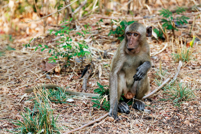 猴子坐的野生图片