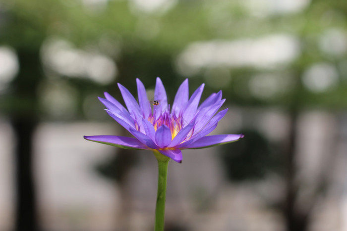 的莲花自然图片