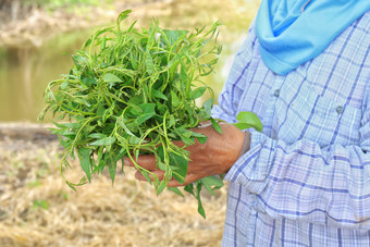 pak-boong泰国词早....<strong>荣耀</strong>新鲜的软蔬菜叶子早....<strong>荣耀</strong>的手农民农场新鲜的有机蔬菜