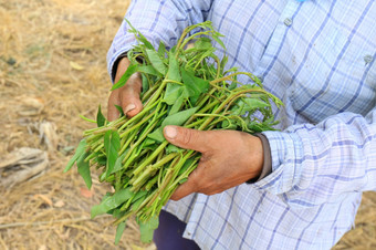 pak-boong泰国词早....<strong>荣耀</strong>新鲜的软蔬菜叶子早....<strong>荣耀</strong>的手农民农场新鲜的有机蔬菜