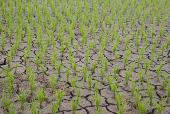大米幼苗帕迪场日益增长的折磨和干土壤干旱区域景观