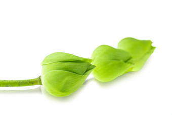 新鲜的绿色莲花花白色背景科学的名字是莲属仕达屋优先计划