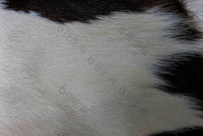 纹理棕色（的）牛皮肤外套与皮毛黑色的白色和棕色（的）点