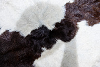 纹理棕色（的）牛皮肤外套与<strong>皮毛</strong>黑色的白色和棕色（的）点