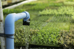 水培系统水和肥料自动化为蔬菜绿色橡木蔬菜花园生态有机现代聪明的农场技术农学家农业场读报告