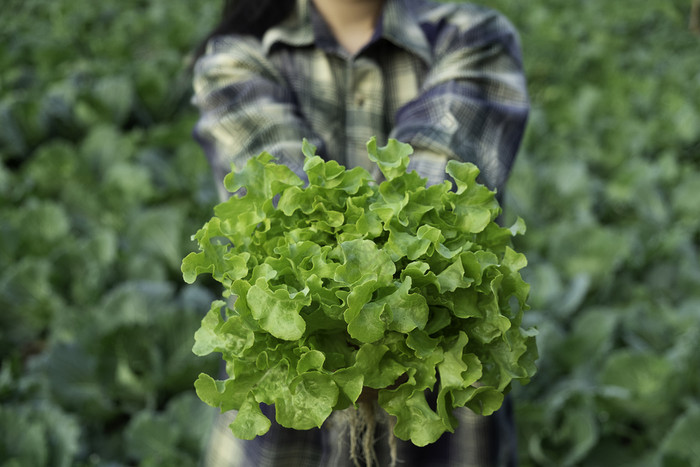年轻的农民持有蔬菜绿色橡木水培生态有机现代聪明的农场技术农学家农业场读报告