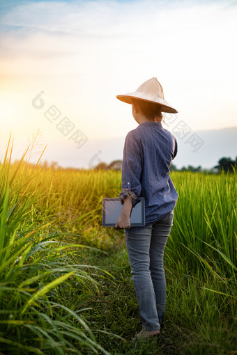 女人农民使用<strong>数字</strong>平板电脑而绿色大米幼苗帕迪场与美丽的天空和云的太阳设置在山范围的背景<strong>农村</strong>场景泰国