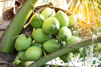 关闭新鲜的椰子集群的椰子树