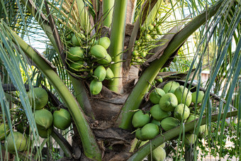 关闭新鲜的椰子集群的椰子树