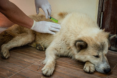 手兽医给疫苗注射泰国爆炸凯狗物种