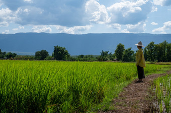 女人农民盯着绿色<strong>大</strong>米幼苗帕迪场与美丽的天空和云的太阳在山范围的背景农村<strong>场景</strong>府銮山泰国