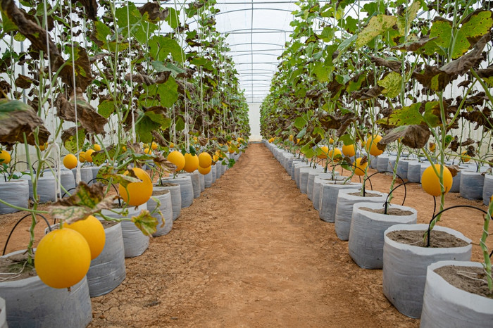 西瓜是种植的水培系统的温室农场
