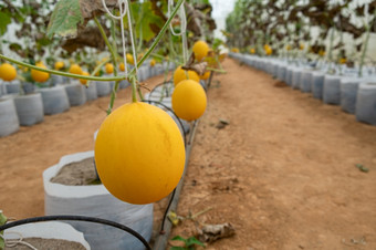 西瓜是种植的水培系统的温室农场