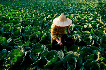 女园丁手给化学肥料卷心菜蔬菜<strong>植物的</strong>种植园