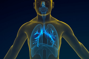 图的人类呼吸系统模型插图的人类肺图的人类呼吸系统插图的人类肺