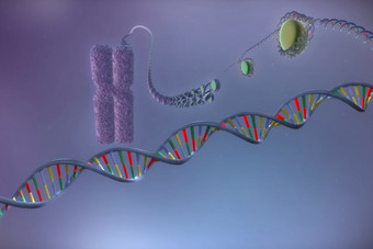 图像的结构染色体和太太分子插图分子图像的结构染色体和太太分子