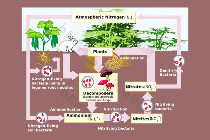 图的氮周期自然插图的氮周期插图的氮周期