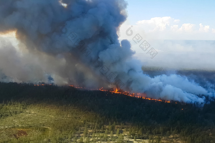 火的森林燃烧树和草自然火灾俄罗斯火的森林燃烧树和草自然火灾