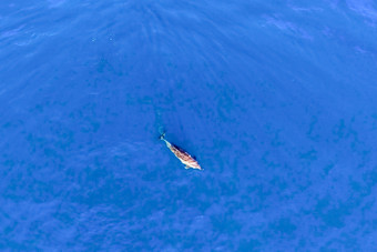 前视图宽吻海豚海豚海水野生海豚的黑色的海