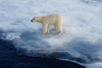 极地熊冰<strong>浮冰</strong>北极捕食者极地熊极地熊冰<strong>浮冰</strong>北极捕食者
