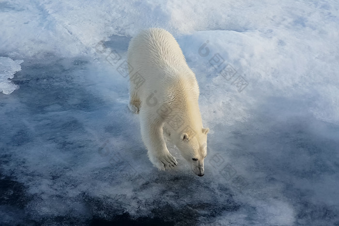极地熊冰浮冰北极捕食者极地熊极地熊冰浮冰北极捕食者
