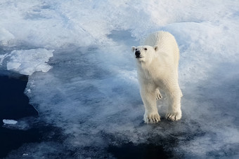 极地熊冰浮冰北极捕食者极地熊极地熊冰浮冰北极捕食者