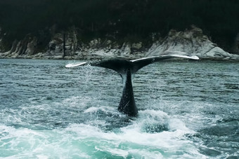 鲸鱼的海解除它的尾巴以上的水鲸鱼的海解除它的尾巴以上的水和支安打他们的水