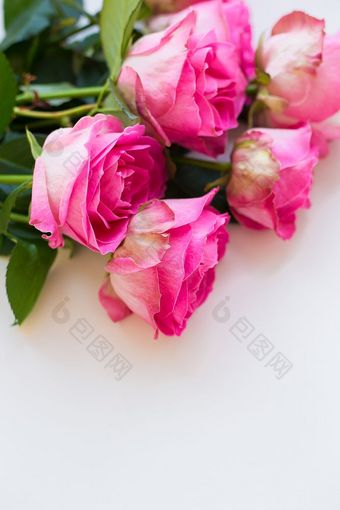 美丽的粉红色的玫瑰谎言白色表格美丽的粉红色的玫瑰谎言白色表格