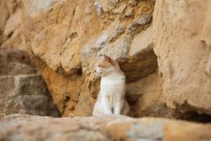 美丽的红色的猫坐在在的岩石美丽的红色的猫坐在在的岩石