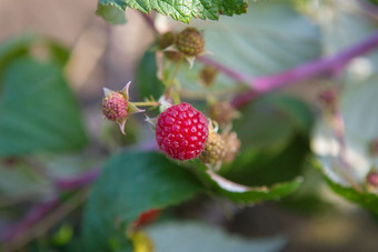 成熟的红色的树莓挂布什成熟的红色的树莓挂布什