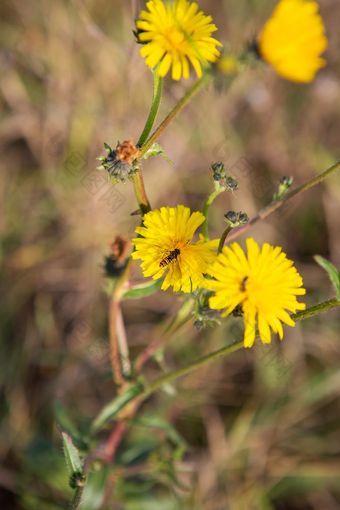 精致的小黄色的野花的草地特写镜头精致的小黄色的野花的草地