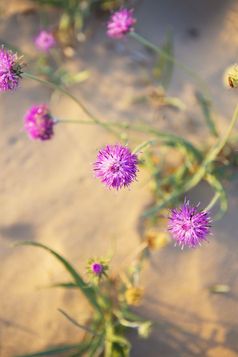 美丽的紫色的花的沙漠金沙美丽的紫色的花的沙漠金沙
