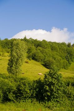 美丽的夏天景观喀尔巴阡山脉的村羊牧场喀尔巴阡山脉的自然夏天