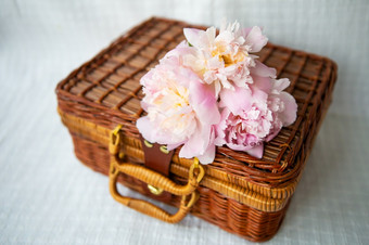 美丽的粉红色的牡丹谎言木手提箱美丽的作文特写镜头美丽的粉红色的牡丹谎言木手提箱美丽的作文