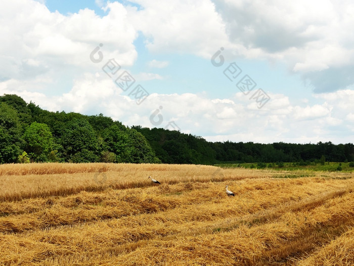 美丽的夏天景观收获在户外小麦场的农村鹳走周围的场和收集的仍然是小麦美丽的夏天景观收获在户外小麦场的农村鹳走周围的场和收集的仍然是小麦