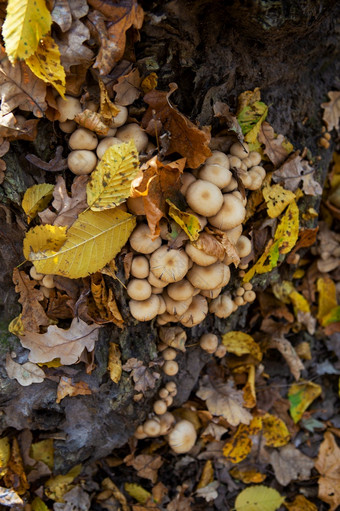蘑菇成长附近<strong>树桩</strong>的森林金美丽的秋天蘑菇成长附近<strong>树桩</strong>的森林金美丽的秋天