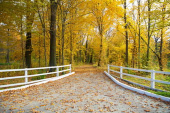 美丽的金秋天所有的颜色秋天的路的中间美丽的公园有趣的周末假期美丽的公园金秋天<strong>木</strong>白色<strong>栅栏</strong>