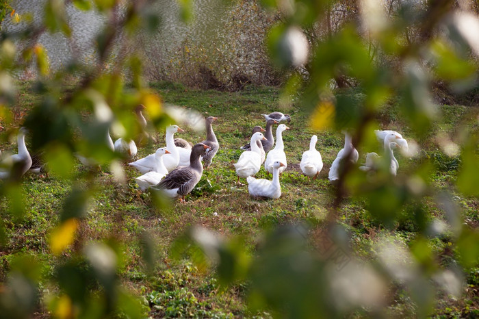 白色和灰色的鹅群附近的水金秋天特写镜头白色和灰色的鹅群附近的水金秋天特写镜头