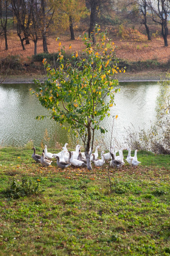 白色和灰色的鹅群附近的水金秋天白色和灰色的鹅群附近的水金秋天